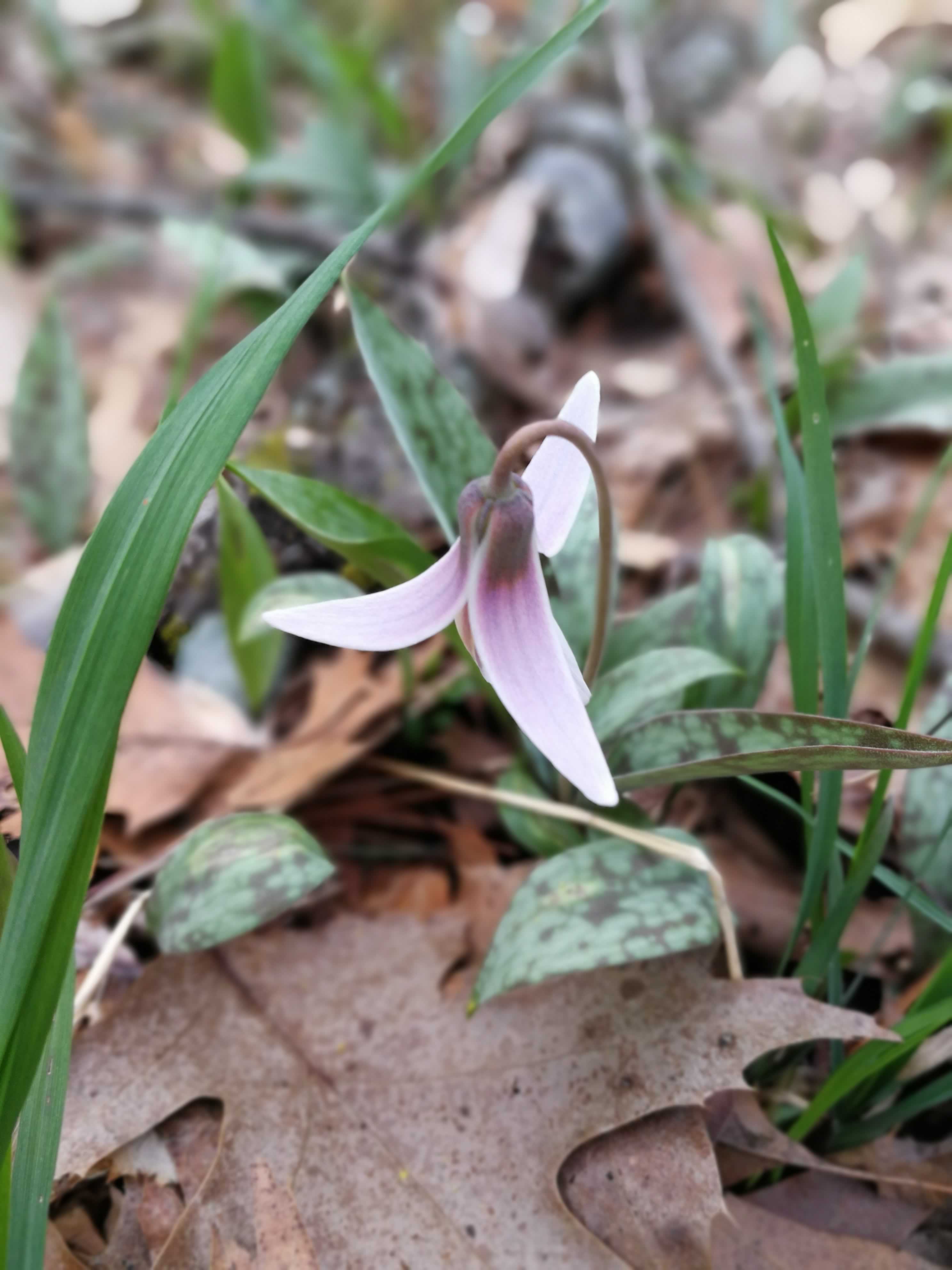 A thin stem bursts out of green and brown speckled leaves, turning around in a hook shape at the top, where three pink-white petals sprout downwards.