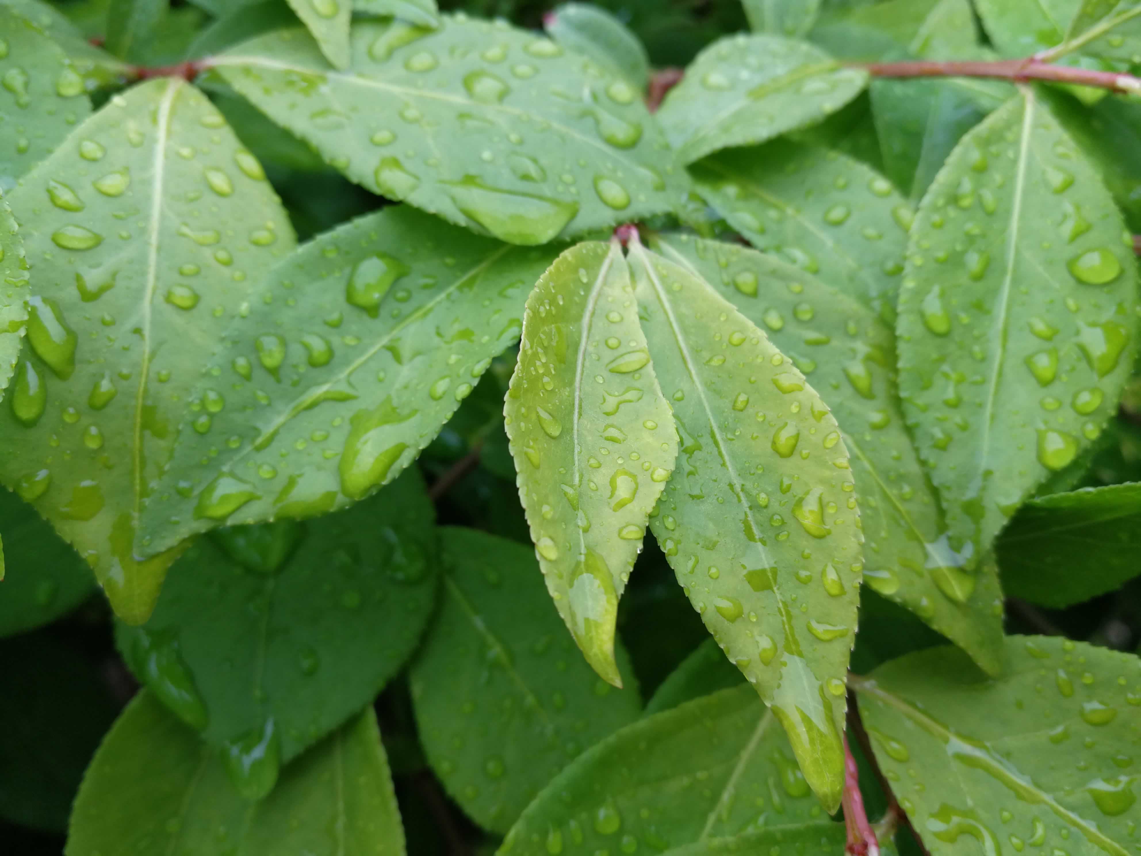 Narrow green leaves with slightly ruffled edges are covered in droplets of water, immediately following rainfall.  The angular tips of the leaves are heavy with water, some showing a larger drop about to fall.